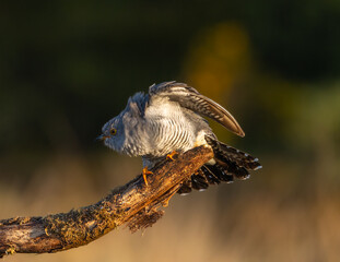 Common cuckoo - Cuculus canorus