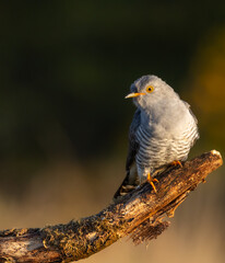 Common cuckoo - Cuculus canorus