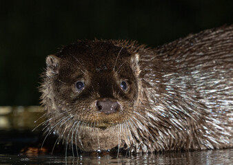 Common otter - Lutra lutra