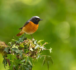 Common redstart - Phoenicurus phoenicurus