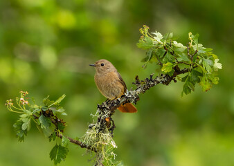 Common redstart - Phoenicurus phoenicurus