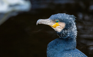 Cormorant - Phalacrocorax carbo