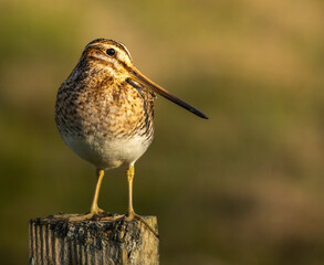 Common snipe- Gallinago gallinago