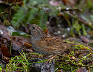 Fototapeta premium Dunnock - Prunella modularis