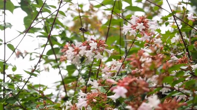 Hawk-moth hovering and feeding with proboscis on pink tubular flowers of *Vesalea grandifolia* in Tbilisi Botanical Garden, static 4K slow motion.  
