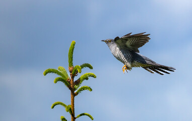 Eurasian cuckoo - Cuculus canorus