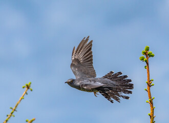 Eurasian cuckoo - Cuculus canorus