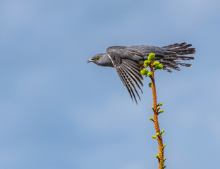 Eurasian cuckoo - Cuculus canorus