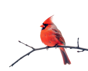 A vibrant red cardinal perched on a bare branch, its crest erect and beak slightly open, isolated on transparent background the birds bright color stands out sharply
