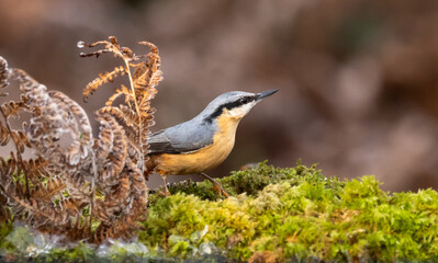 Eurasian nuthatch - sitta europaea