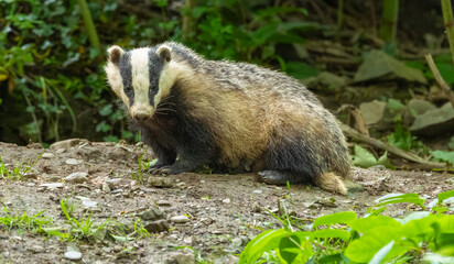 European badger - Meles meles