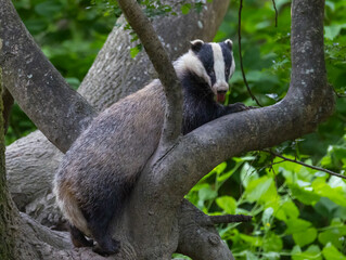 European badger - Meles meles