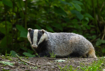 European badger - Meles meles