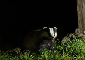 European badger - Meles meles