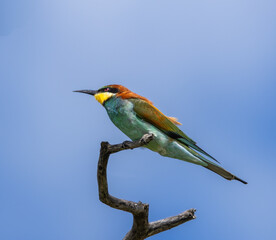 European bee-eater - Merops apiaster