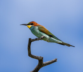 European bee-eater - Merops apiaster