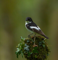 European pied flycatcher - Ficedula hypoleuca