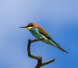 European bee-eater - Merops apiaster