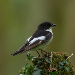 European pied flycatcher - Ficedula hypoleuca