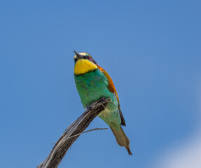 European bee-eater - Merops apiaster