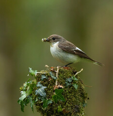 European pied flycatcher - Ficedula hypoleuca