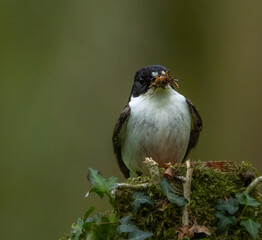 European pied flycatcher - Ficedula hypoleuca