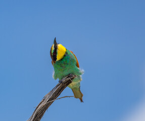 European bee-eater - Merops apiaster