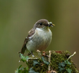 European pied flycatcher - Ficedula hypoleuca