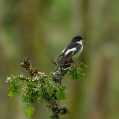European pied flycatcher - Ficedula hypoleuca