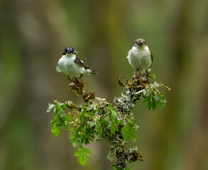 European pied flycatcher - Ficedula hypoleuca