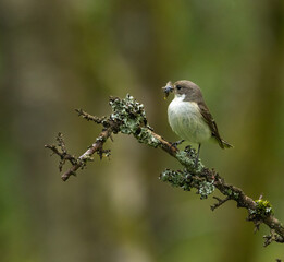 Obraz premium European pied flycatcher - Ficedula hypoleuca