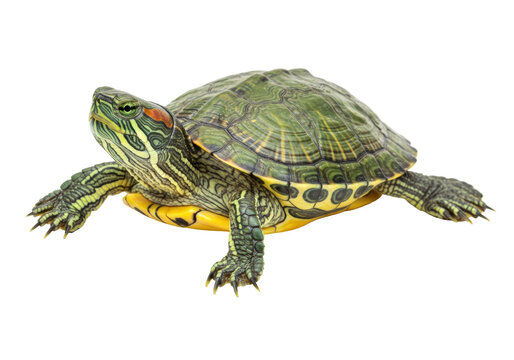 ミドリガメ」の写真素材 | 5,913件の無料イラスト画像 | Adobe Stock