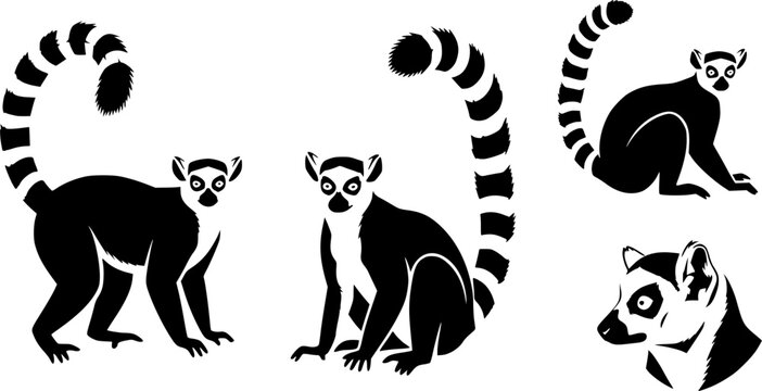 Lemur silhouette, Ring tailed lemur silhouette, Lemur silhouette Lemur, Ring tailed lemur, Lemur vector