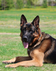 german shepherd dog portrait