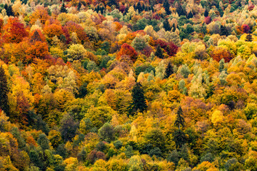 Beautiful rural landscape with colorful autumn trees. Holbav, Romania.