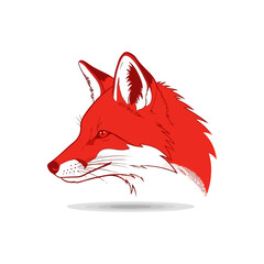 Red fox head profile with detailed fur and shadow on white
