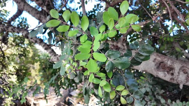 Green carob pods between green foliage on a tree closeup