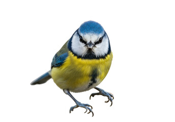 Isolated Eurasian blue tit bird with blue cap and yellow breast, full-frontal view, close-up © Ophelia