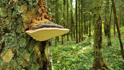 Fototapeta premium Fomes fomentarius Fungi, Hooves, Stuffed mushrooms growing on a tree in the forest. Selective focus