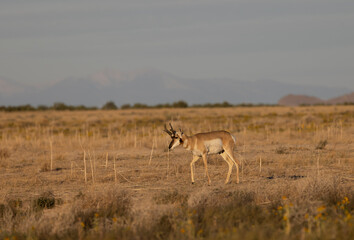 Pronghorn Buck in the Utah Desert in Autumn
