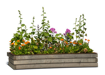 Colourful blooming flowers growing in a wooden crate isolated on white and transparent background