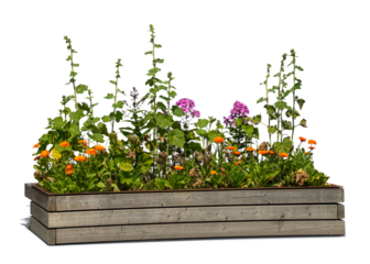Colourful blooming flowers growing in a wooden crate isolated on white and transparent background