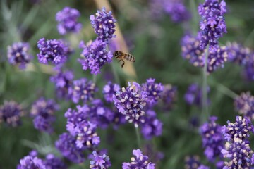 bee on lavender flower