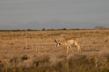 Fototapeta premium Pronghorn Buck in the Utah Desert in Autumn