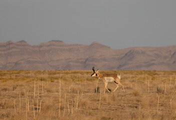 Pronghorn Buck in the Utah Desert in Autumn