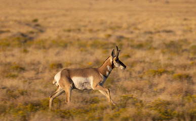 Pronghorn Buck in the Utah Desert in Autumn