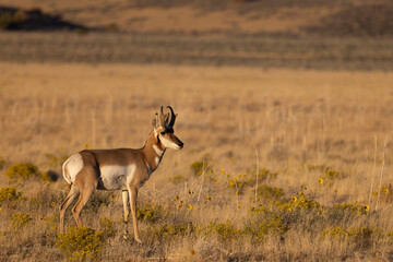 Pronghorn Buck in the Utah Desert in Autumn