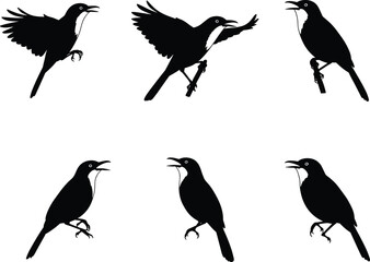 Bird silhouette vector illustration set showing flying, perched, and singing poses, perfect for wildlife, nature, animal design, art, and decoration.