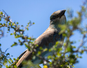 European roller - Coracias garrulus