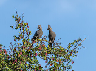 Grey Lourie - Crinifer concolor
